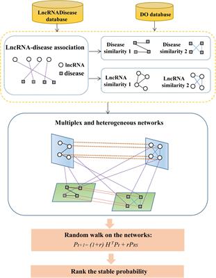 Predicting LncRNA–Disease Association by a Random Walk With Restart on Multiplex and Heterogeneous Networks